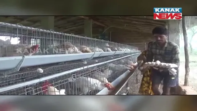 କୁକୁଡ଼ା ଫାର୍ମ କରିଛି ସ୍ୱାବଲମ୍ବୀ: ଫାର୍ମରେ ଅଛନ୍ତି ହଜାରେ କୁକୁଡ଼ା, ପ୍ରତିଦିନ ପାଉଛନ୍ତି ୬ ଶହରୁ ୭ ଶହ ଅଣ୍ଡା 