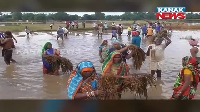 ଅମଳ ବେଳ ଆସିଥିଲା...ଅଦିନିଆ ବର୍ଷା ଫସଲ ଖାଇଲା । ପାଚିଲା ଧାନ ବିଲରେ ଜମିଲା ବର୍ଷା ପାଣି ।