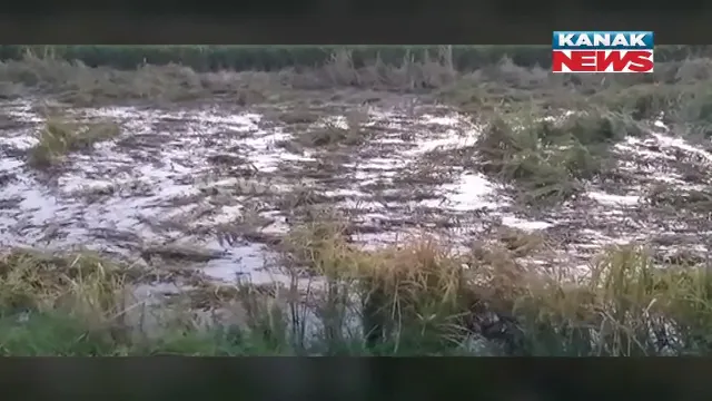 ଲୁଣା ଘେରି ବନ୍ଧରେ ଘାଈ : ଚାଷ ଜମିରେ ମାଡିଗଲା ଲୁଣା ଜୁଆର; ପାଚିଲା ଧାନ ଫସଲ ନଷ୍ଟ ଆଶଙ୍କା, ଚିନ୍ତାରେ ଚାଷୀ