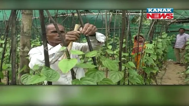 ଚିନ୍ତାରେ ଏବେ ପାନ ଚାଷୀ: ବିକ୍ରି ହେଉନି ପାନ, ଲଗାତାର ୩ ବର୍ଷ ହେଲା କ୍ଷତି ସହୁଛନ୍ତି ଚାଷୀ