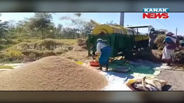 ଧାନ ଅମଳ ହେଲାଣି ହେଲେ ସରକାରୀ ମଣ୍ଡି ଖୋଲିନି । ଧାନ ଅମଳ କରି ଖଳାରେ ରଖିଛନ୍ତି ଚାଷୀ, କମ ଦରରେ କିଣି ନେଉଛନ୍ତି ଦଲାଲ ।