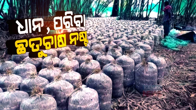 ବାତ୍ୟା ଆସିଲାନି କିନ୍ତୁ ବର୍ଷା ନଷ୍ଟ କରିଦେଲା ଫସଲ: ଏକର ଏକର ଜମିରେ ପାଣିରେ ବୁଡି ରହିଛି ଧାନ