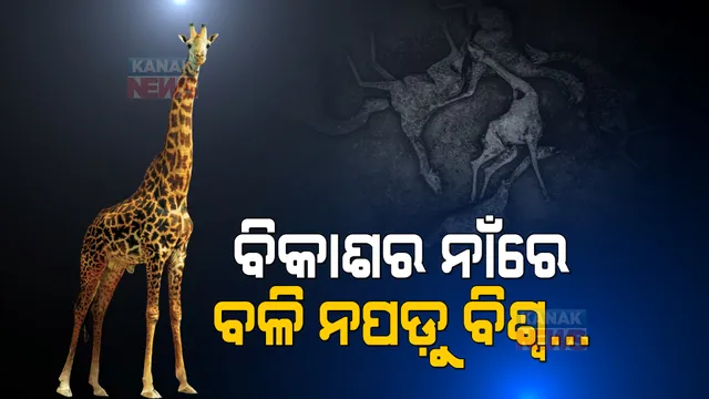 ମଣିଷର ଲୋଭ ପାଇଁ ବଳି ପଡ଼ୁଛନ୍ତି ବନ୍ୟଜନ୍ତୁ । ଜଳବାୟୁ ପରିବର୍ତ୍ତନ ଦେଲାଣି ସାଂଘାତିକ ସୂଚନା ।