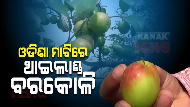 ଓଡିଶା ମାଟିରେ ଥାଇଲାଣ୍ଡ ବରକୋଳି: ଏଭଳି ଚାଷ କରି ଚର୍ଚ୍ଚାରେ ଖୋର୍ଦ୍ଧାର ଦୁଇ ଭାଇ 