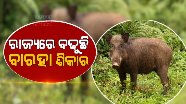 ରାଜ୍ୟରେ ବଢୁଛି ବଣ୍ୟଜନ୍ତୁ ଶିକାର । ୫ ବର୍ଷ ମଧ୍ୟରେ କେତେ ବଣ୍ୟଜନ୍ତୁ ଶିକାର କରିଛନ୍ତି ଶିକାରୀ, ହିସାବ ଦେଲେ ଜଙ୍ଗଲ ମନ୍ତ୍ରୀ ।