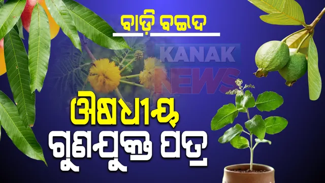 ଖାଲି ଫଳ ନୁହଁ ପତ୍ରରେ ବି ଭରିରହିଛି ଔଷଧୀୟ ଗୁଣ । ଜାଣନ୍ତୁ କେଉଁ ଗଛର ପତ୍ର ସ୍ୱାସ୍ଥ୍ୟ ପ୍ରତି କେତେ ଉପକାରୀ 