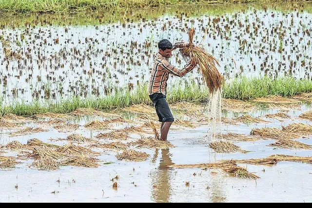 ବାତ୍ୟା ସିନା ଟଳିଗଲା କିନ୍ତୁ ବଢିଗଲା ଚାଷୀଙ୍କ ଦୁର୍ଦ୍ଦଶା । ଆଖି ଆଗରେ ନଷ୍ଟ ହୋଇଗଲା ବର୍ଷକର ସୁନାର ଫସଲ
