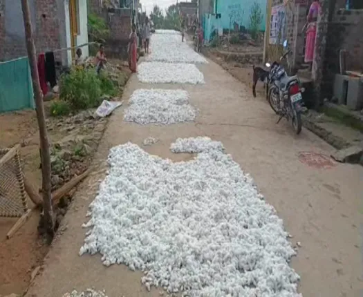 ସରକାରୀ ନିର୍ଦ୍ଧାରିତ ଏମଏସପି ଠାରୁ ଅଧିକ ଦାମରେ କପା ବିକିଲେ ଚାଷୀ । ଅଧିକ ଦାମରେ କିଣିନେଲେ ଆନ୍ଧ୍ର ବ୍ୟବସାୟୀ ।