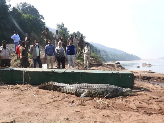 ଘଡିଆଳ କୁମ୍ଭୀର ଦେହରେ ଲାଗିଲା ଟ୍ରାନ୍ସମିଟର... ମହାନଦୀରେ ଛଡାଗଲା ନନ୍ଦନକାନନର କୁମ୍ଭୀର