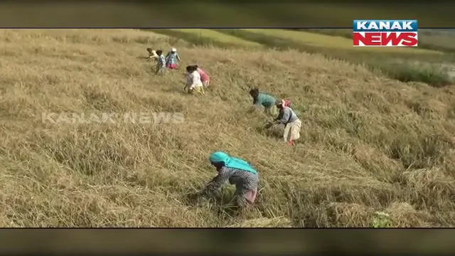 ଲଘୁଚାପ ଜନିତ ବର୍ଷା ନେଇ ଚିନ୍ତାରେ ଚାଷୀ : ତରବରିଆ ଭାବେ ବିଲରୁ ଧାନ କାଟି ଘରକୁ ନେଉଛି ଚାଷୀ