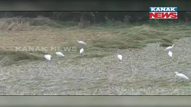 ପ୍ରବଳ ବର୍ଷା ଯୋଗୁଁ ପାଣିରେ ଭାସିଲା ପାଚିଲା ଧାନ : ନୟାଗଡ଼, ପିପିଲି ଅଂଚଳରେ ବିଲରେ ଜମିଲା ପାଣି