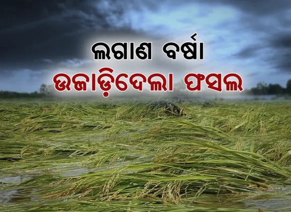 ଫସଲ ଉଜାଡିଦେଲା ଲଗାଣ ବର୍ଷା । ପାଣିରେ ଭାସିଲା ପାଚିଲା ଧାନ, ଉଜୁଡିଗଲା ଚାଷୀଙ୍କ ବର୍ଷକର ପରିଶ୍ରମ ।