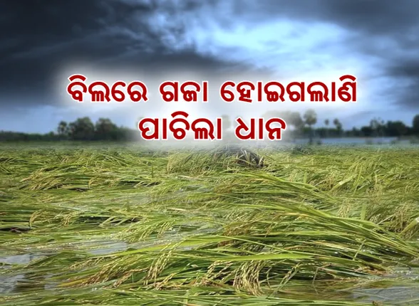 ଲଗାଣ ବର୍ଷାରେ ଧାନବିଲରେ ପଶିଗଲା ପାଣି । ବର୍ଷା ଚାଲିଯିବା ପରେ ଚାଷୀ ଆଖିରୁ ଶୁଖୁନି ଲୁହ
