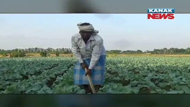 ଚାଷ କରି ଆତ୍ମନିର୍ଭର ହୋଇଛନ୍ତି ନିମାପଡ଼ାର ନିଧି ସ୍ୱାଇଁ ।  କୋବି ଚାଷୀ ଭାବେ ରହିଛି ଖ୍ୟାତି ।