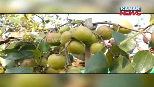 ଓଡ଼ିଶାରେ ଫଳିଛି ଥାଇଲାଣ୍ଡ କୋଳି । ଯୁବଚାଷୀ ଦିଲ୍ଲୀପଙ୍କ ନିଆରା ପ୍ରୟାସ ।