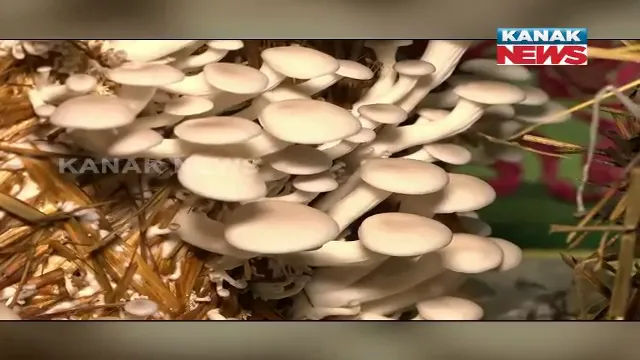 ଆଦିବାସୀ ମହିଳାଙ୍କ ନୂଆ ପରିଚୟ । ଛତୁ ଚାଷ କରି ସ୍ୱାବଲମ୍ବୀ ହୋଇପାରିଛନ୍ତି ସ୍ୱୟଂ ସହାୟକ ଗୋଷ୍ଠୀର ସଦସ୍ୟା ।