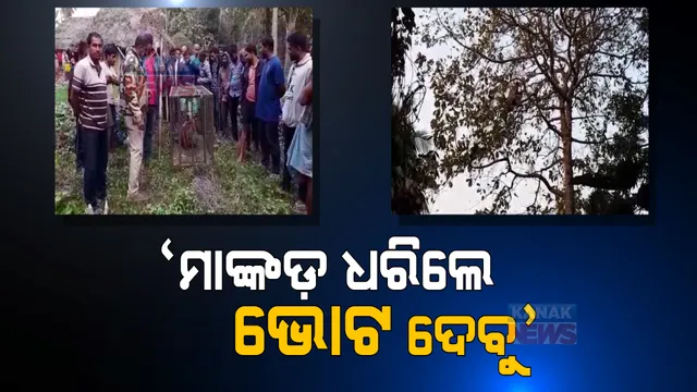 ପଂଚାୟତ ନିର୍ବାଚନରେ ଭୋଟରଙ୍କ ଅଜବ ସର୍ତ୍ତ । କହିଲେ ମାଙ୍କଡ ଧରିଲେ ମିଳିବ ଭୋଟ ।