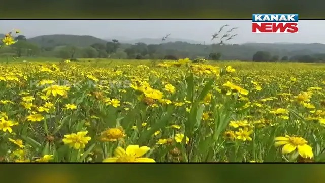 ଓଡ଼ିଶାର ଅଳସୀ ମଞ୍ଜି ଉପରେ ଆଖି ପକାଉଛି ପଡୋଶୀ: କୋରାପୁଟ ଜିଲ୍ଲାର ଗାଁ ଗାଁ ବୁଲି ମଞ୍ଜି ସଂଗ୍ରହ କରୁଛନ୍ତି ଆନ୍ଧ୍ର ଦଲାଲ