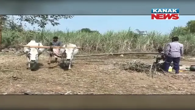 ଚିନି କଳ ଓ ମଣ୍ଡି ନଥିବାରୁ ଅଭାବୀ ବିକ୍ରିର ଶିକାର ହେଉଛନ୍ତି ଆଖୁ ଚାଷୀ: ପରିଶ୍ରମ ପରେ ବି ଆଖୁ ଚାଷୀଙ୍କୁ ମିଳୁନି ପାରିଶ୍ରମିକ