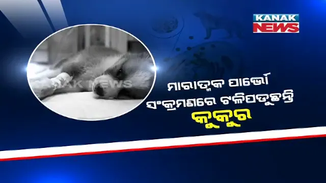 କୁକୁରଙ୍କୁ ଘାରିଛି ଭୂତାଣୁ ଭୟ । ମାରାତ୍ମକ ପାର୍ଭୋ ସଂକ୍ରମଣ ନେଇଯାଉଛି କୁକୁରଙ୍କ ଜୀବନ ।