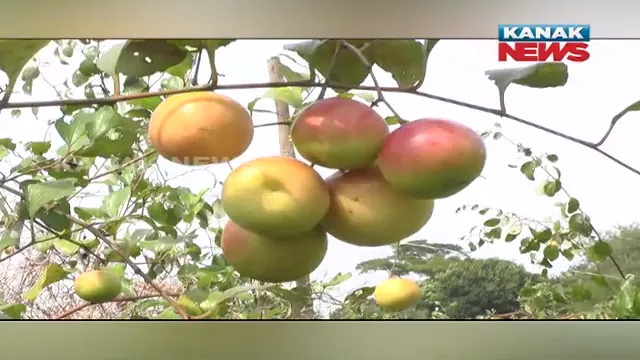 ଓଡ଼ିଶା ମାଟିରେ ଥାଇଲାଣ୍ଡ କୋଳି । ଚର୍ଚ୍ଚାରେ ପୋଲିସ କନଷ୍ଟେବଳ ବି.ରଞ୍ଜନ ପ୍ରଧାନ