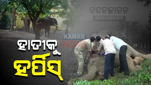 ନନ୍ଦନକାନନରେ ପୁଣି ହର୍ପିସ୍ ଭାଇରସ୍ ଭୟ : ୫ ବର୍ଷର ମାଈ ହାତୀ ମାମା ହର୍ପିସ୍ ରୋଗରେ ସଂକ୍ରମିତ