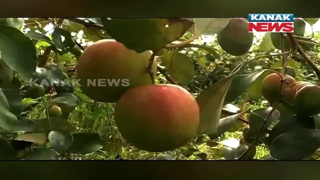 ପୋଲିସ କନଷ୍ଟେବଳଙ୍କ ନିଆରା ଉଦ୍ୟମ । ବିଦେଶରୁ ଚାରା ଆଣି ଗଞ୍ଜାମ ମାଟିରେ ଫଳାଇଛନ୍ତି ଥାଇଲାଣ୍ଡ ବରକୋଳି