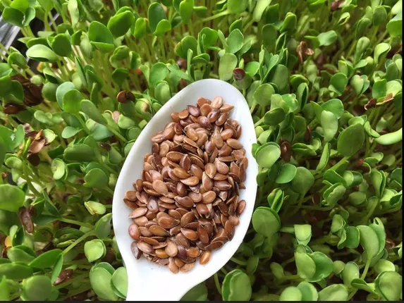 ଉତ୍ତମ ସ୍ୱାସ୍ଥ୍ୟ ପାଇଁ ବରଦାନ ଭଳି କାମ କରେ ଅଳସୀ ମଞ୍ଜି, ମେଦ ବହୁଳତା, ହୃଦରୋଗ ଓ ମଧୁମେହ ରୋଗୀ ଏଭଳି କରନ୍ତୁ ବ୍ୟବହାର