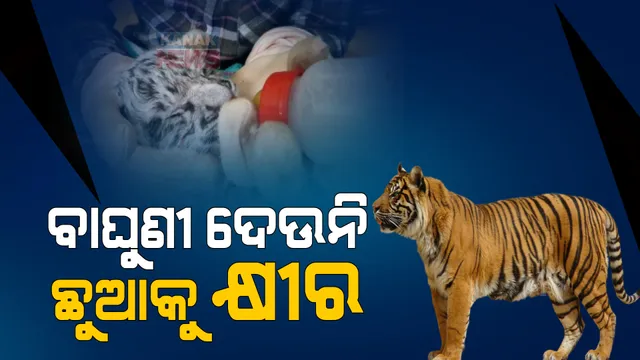 ନବଜାତ ଶାବକଙ୍କୁ ବାଘୁଣୀ ରୂପା ଦେଉନି କ୍ଷୀର । ବୋତଲରେ କ୍ଷୀର ପିଆଇ ଯତ୍ନ ନେଉଛନ୍ତି ନନ୍ଦନକାନନ କର୍ମଚାରୀ ।