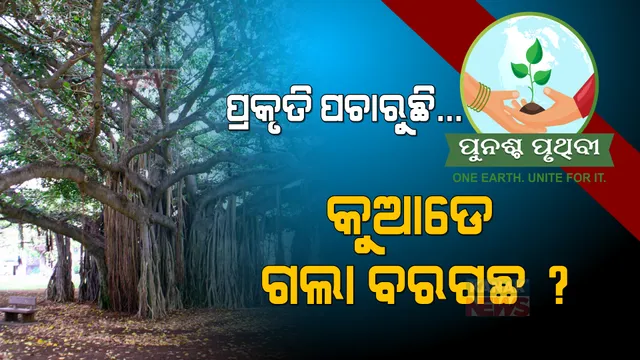 ଗାଁ ଗଣ୍ଡାରୁ ହଜି ହଜି ଯାଉଛି ବରଗଛ । ଆଉ ଖରାଦିନେ ଛକଛକରେ ମିଳୁନି ଗଛର ଛାଇ... କିଏ ଏଥିପାଇଁ ଦାୟୀ ? ବିପଦମୁହାଁ ପରିବେଶ...