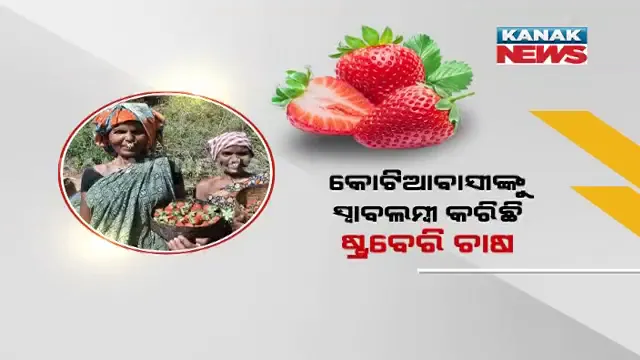 କୋଟିଆବାସୀଙ୍କୁ ସ୍ୱାବଲମ୍ବୀ କରିଛି ଷ୍ଟ୍ରବେରି ଚାଷ । ଚାଷୀଙ୍କୁ ସହଯୋଗର ହାତ ବଢାଇଛି କୋରାପୁଟ ଆଇଟିଡିଏ ।