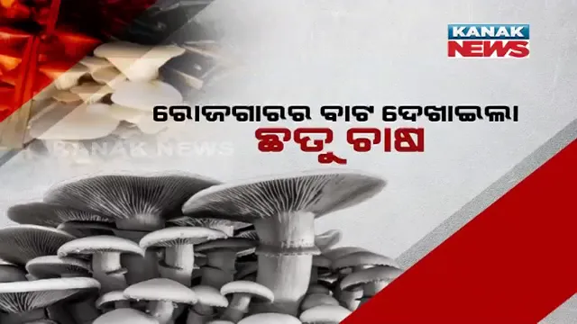 ରୋଜଗାରର ବାଟ ଦେଖାଇଲା ଛତୁ ଚାଷ । ଆର୍ଥିକ ସ୍ଥିତି କରୁଛି ସୁଦୃଢ, ଦେଇଛି ନୂଆ ପରିଚୟ । 