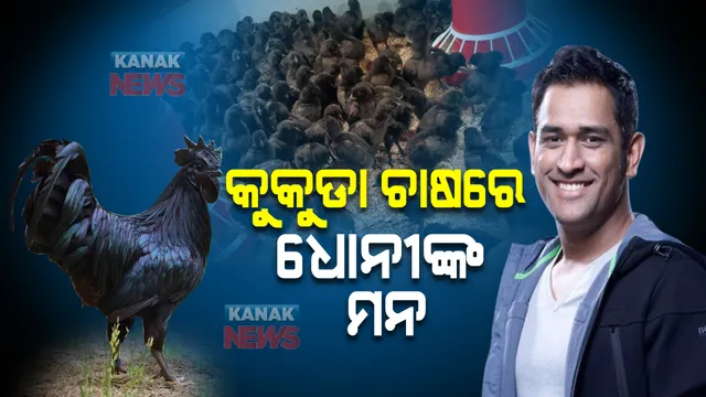 କୁକୁଡା ଚାଷରେ  ଧୋନୀଙ୍କ ମନ । ଅର୍ଡର କଲେ ୨୦୦୦ କୁକୁଡା