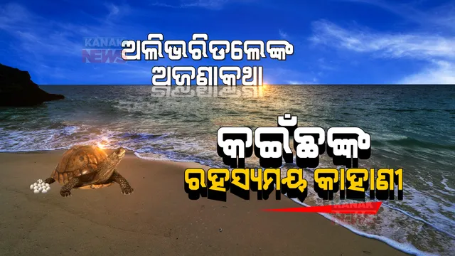 ଗହୀରମଥାକୁ କାହିଁକି ଆସନ୍ତି ଅଲିଭରିଡଲେ ? କେଉଁ କେଉଁ ଦେଶରୁ ଆସନ୍ତି କଇଁଛ ? ପଢନ୍ତୁ ଅଲିଭରିଡଲେଙ୍କୁ ନେଇ ଅଜଣାକଥା...