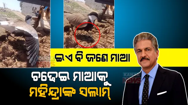 ଅଣ୍ଡା ଉପରକୁ ମାଡ଼ି ଆସୁଥିଲା ମୃତ୍ୟୁର ମେସିନ୍ । ଲୌହ ଦାନବ ସହ ଲଢେଇ କଲା ପକ୍ଷୀ ମାଆ । ମମତା ଆଗରେ ହାର ମାନିଲା ବୁଲଡୋଜର ।