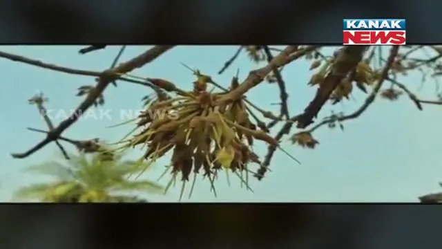 ଆଦିବାସୀଙ୍କ ରୋଜଗାରର ମାଧ୍ୟମ ପାଲଟିଛି ମହୁଲ ଫୁଲ: ରାତି ପାହିଲେ ମହୁଲ ଫୁଲ ସଂଗ୍ରହ କରିବାକୁ ଗଛମୂଳେ ଲାଗୁଛି ପ୍ରତିଯୋଗୀତା