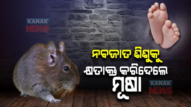 ସରକାରୀ ହସ୍ପିଟାଲରେ ଦୂରାବସ୍ଥା । ନବଜାତ ଶିଶୁକୁ କାମୁଡି କ୍ଷତାକ୍ତ କରିଦେଲେ ମୂଷା