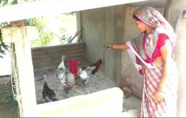 ସୁଲୋଚନାଙ୍କୁ ଚାଷ ଦେଇଛି ସଫଳତା । ମାଛ, କୁକୁଡ଼ା ଓ ପନିପରିବା ଚାଷ କରି ଆତ୍ମନିର୍ଭର ।