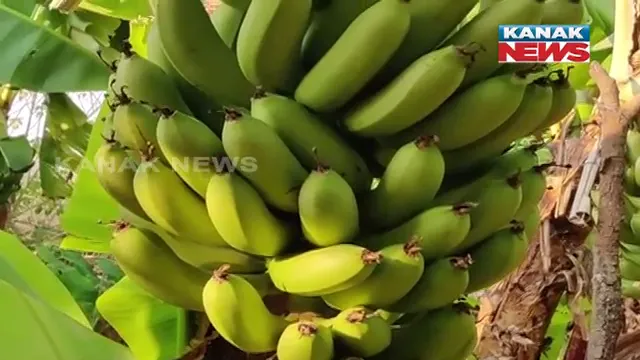 ସ୍ୱାଭିମାନ ଅଂଚଳରେ କଦଳୀ ଚାଷ: ଲାଲ ଇଲାକାରେ କଦଳୀ ଚାଷ କରି ପରିବାର ପୋଷୁଛନ୍ତି ଲୋକେ