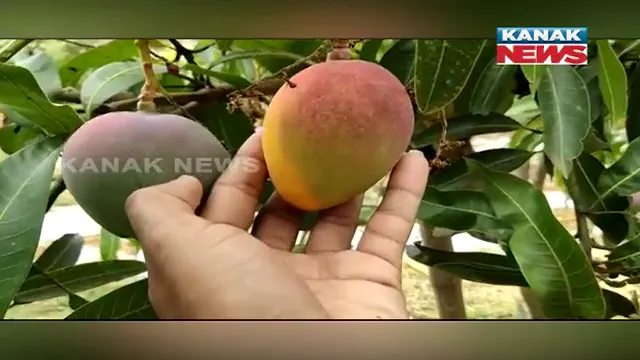 ଆମ୍ବ କେଜିକୁ ଅଢ଼େଇ ଲକ୍ଷ: ବିଶ୍ୱ ବଜାରରେ ମିଳୁଛି ବରଗଡ ଜିଲ୍ଲା ପାଇକମାଲର ‘ମିୟାଜାକି’ ଆମ୍ବ