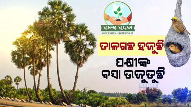 ନିଜ ସ୍ୱାର୍ଥ ପାଇଁ ଚଢେଇ ବସା ଭାଙ୍ଗିଦେଉଛି ମଣିଷ । ଗାଁଗଣ୍ଡାରେ ଜୋରଦାର ହେଉଛି ତାଳଗଛ କଟା । ବାସହୀନ ହେଉଛନ୍ତି ପକ୍ଷୀ ।