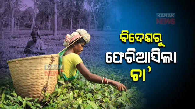 ବିଦେଶରୁ ଫେରିଆସିଲା ବିପୁଳ ଚା’ : ଗହମ ପରେ ଏବେ ଚିନ୍ତାରେ ଭାରତୀୟ ଚା’ ରପ୍ତାନିକାରୀ