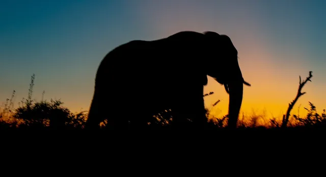 ଆଠଗଡରେ ଦନ୍ତାହାତୀକୁ ଗୁଳିମାଡ ଘଟଣା: ରାଜ୍ୟ ସରକାରଙ୍କୁ ରିପୋର୍ଟ ତଲବ କଲେ କେନ୍ଦ୍ର ସରକାର