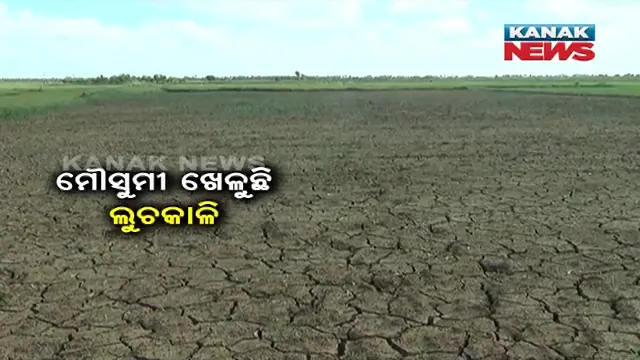 ଆଷାଢରେ ବର୍ଷାର ଦେଖା ନାହିଁ, ମୌସୁମୀ ଖେଳୁଛି ଲୁଚକାଳି: ଶୁଖିଲା ପଡ଼ିଛି ହେକ୍ଟର ହେକ୍ଟର ଚାଷ ଜମି