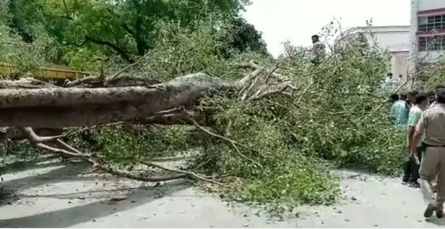 ସ୍କୁଲ ପିଲାଙ୍କ ଉପରେ ପଡିଲା ବିଶାଳ ଗଛ । ଜଣେ ଛାତ୍ର ମୃତ, ୧୩ ଗୁରୁତର ।