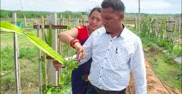 ନବରଙ୍ଗପୁର ମାଟିରେ ସଫଳ ହୋଇଛି ଡ୍ରାଗନ ଫ୍ରୁଟସ୍ ଚାଷ । ବିନା ସରକାରୀ ସହାୟତାରେ ୟୁଟ୍ୟୁବ୍ ରୁ ଦେଖି ୨ ଏକର ଜମିରେ ଡ୍ରାଗନ ଫ୍ରୁଟ୍ ଚାଷ କରିଛନ୍ତି ଜଣେ ଅଗ୍ରଣୀ ଚାଷୀ