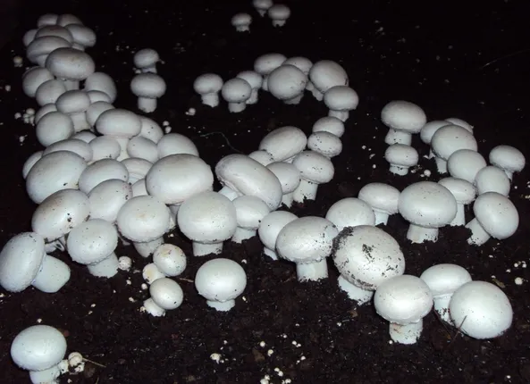 ବର୍ଷା ଦିନରେ ବଡା ଛତୁ ଚାଷକରି ଲାଭବାନ ହେଉଛନ୍ତି ଆଦିବାସୀ, ନବରଙ୍ଗପୁର ବଡା ଛତୁର ରହିଛି ସ୍ୱତନ୍ତ୍ର ସ୍ୱାଦ