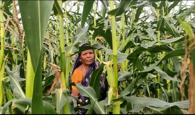 ରୋଜଗାର ଦେଉଛି ମକା ଚାଷ। ବ୍ରହ୍ମପୁର ବୁଗୁଡା ଅଞ୍ଚଳରେ ମକା ଚାଷ କରୁଛନ୍ତି ଅଧିକାଂଶ ଚାଷୀ। 