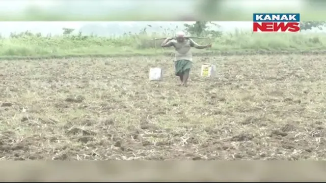 ରାୟଗଡାରେ ବର୍ଷା ଅଭାବ ଯୋଗୁଁ ଶୁଖିଲା ପଡିଛି ଚାଷ ଜମି, ଚିନ୍ତାରେ ଚାଷୀ। ଅସରାଏ ବର୍ଷାରେ ବେହାଲ ଭୁବନେଶ୍ୱର।