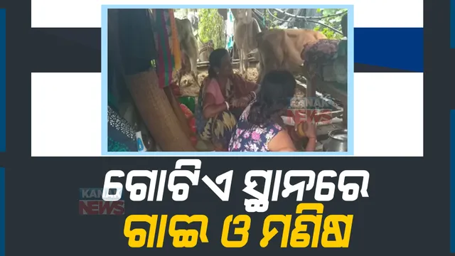 କେନ୍ଦ୍ରାପଡାର ବିଭିନ୍ନ ନଦୀରୁ ଖସୁଛି ବନ୍ୟାଜଳ, ବଢୁଛି ଦୁର୍ଦ୍ଦଶା: ପଲିଥିନିରେ ପଲା କରି ଏକାଠି ରହୁଛନ୍ତି ଗୃହପାଳିତ ପଶୁ ଓ ମଣିଷ